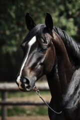 Obraz premium Elegant Horse with a White Stripe and Black Mane: A Beautiful Contrast