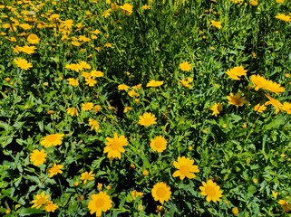 field of yellow dandelions