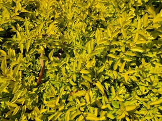 yellow leaves background