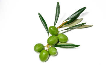 branch of a olive tree with leaves isolated on white background