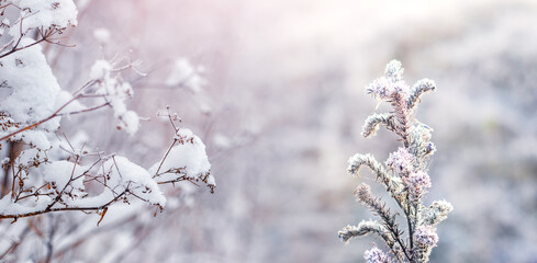 Plants covered with snow and frost in a meadow in winter on a blurred background © Volodymyr