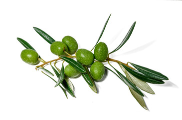 Close up an olive branch with leaves and a few shiny green olives isolated on white background