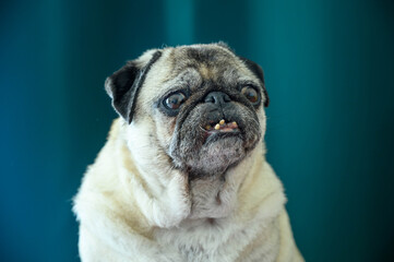 Portrait of pug dog on green background
