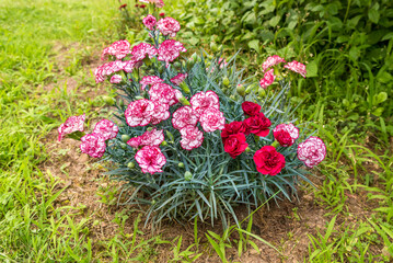 Pink and white dianthus caryophyllus flowers bouquet.