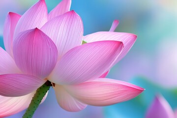 Fototapeta premium Serene lotus flower close-up soft blue background