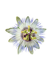 Single blue Passiflora caerulea blossoming flower head with long stamens top view isolated on white