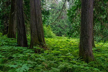 Obraz premium Cedar trees and ferns inside the Ancient Forest located in the Fraser River Valley near Prince George, British Columbia, Canada.