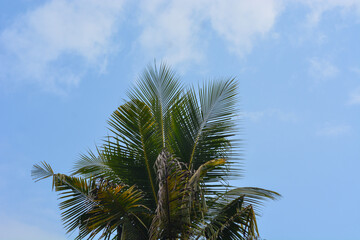 Fototapeta premium Coconuts with coconut trees are perennial plants and fruit, erect coconut bunches, fragrant coconuts, young coconuts