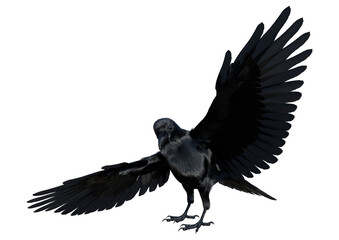 3D Rendering Black Crow on White