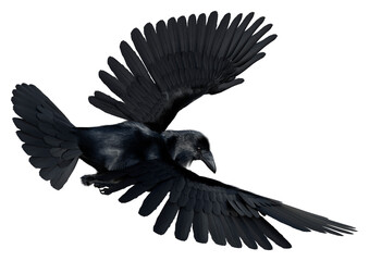 3D Rendering Black Crow on White