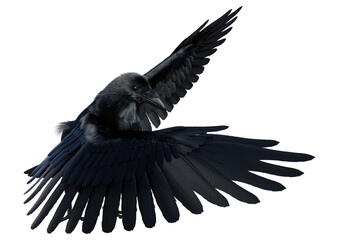 Fototapeta premium 3D Rendering Black Crow on White