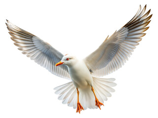 White seagull in flight with wings spread isolated on transparent background