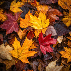 A pile of vibrant fall leaves gathered in a backyard, bathed in warm afternoon light, showcasing detailed textures and rich colors, creating a cozy and inviting autumn atmosphere