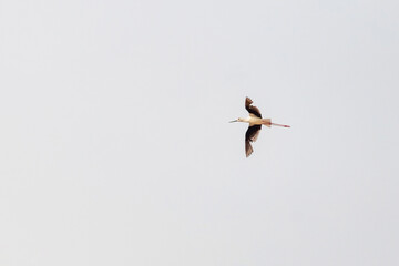 bird in flight