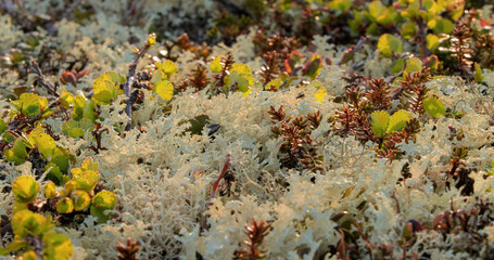 Arctic Tundra lichen moss close-up. Found primarily in areas of Arctic Tundra, alpine tundra, it is extremely cold-hardy. Cladonia rangiferina, also known as reindeer cup lichen.