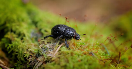 Anoplotrupes stercorosus, the dor beetle, is a species of earth-boring dung beetle belonging to the family Geotrupidae, subfamily Geotrupinae.