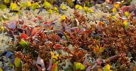 Arctic Tundra lichen moss close-up. Found primarily in areas of Arctic Tundra, alpine tundra, it is...