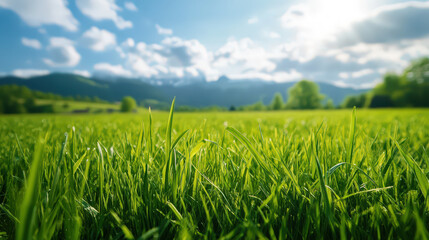 A field of green grass with a clear blue sky in the background