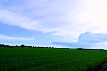 Fototapeta premium green field and sky