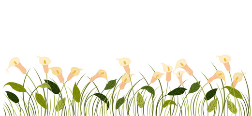Horizontal cartoon banner with gorgeous multicolored blooming flowers, leaves border. Spring or summer botanical vector illustration with calla lilies on white background with empty space. © Iuliia Savko