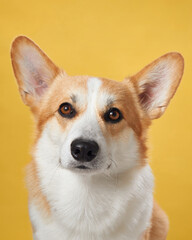 A poised Pembroke Welsh Corgi dog against a vibrant yellow backdrop, displaying the breed's characteristic attentive ears and warm, intelligent gaze