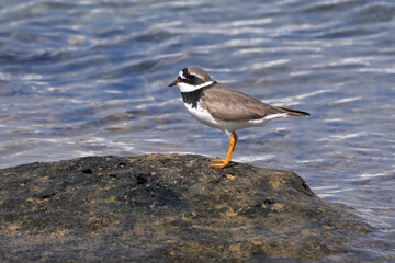 Sandregenpfeifer (Charadrius hiaticula) in Seitenansicht steht auf einem Felsen am Wasser -  Lanzarote, Kanarische Inseln