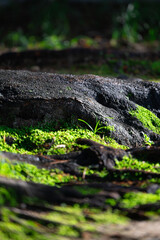 자연, 숲, 이끼, 풀, 식물
nature, forests, moss, grass, plants