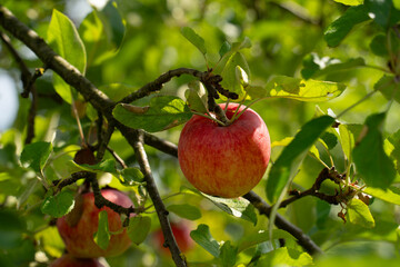 a red ripe apple against a background of green leaves