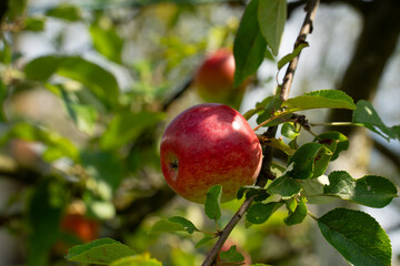a red ripe apple against a background of green leaves