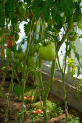 red-green tomatoes against a background of other tomatoes