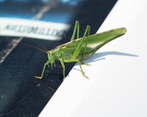 a large green grasshopper on a dark light background