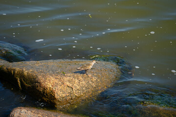 Obraz premium a brown juvenile seabird perched on a brown stone against greenish water