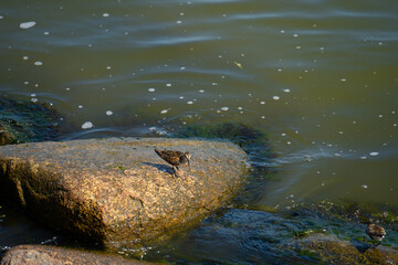 a brown juvenile seabird perched on a brown stone against greenish water