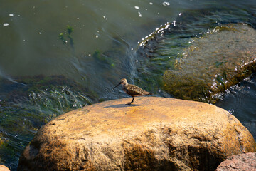 a brown juvenile seabird perched on a brown stone against greenish water