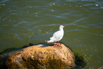 a white and grey seagull perched on a brown stone against a background of greenish water