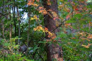 red rowan berries on a tree against a green forest background