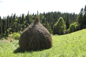 Pile of hay on green grass on sunny day