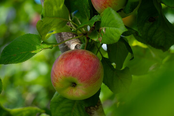a red ripe apple against a background of green leaves