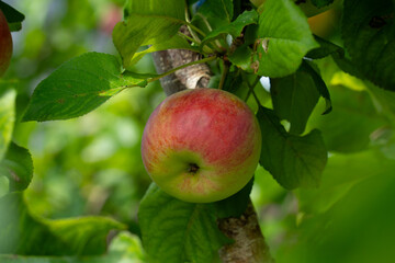 a red ripe apple against a background of green leaves