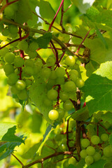 Ripe green grapes against a background of green leaves