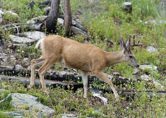 Young Mule Deer Buck on a rocky hillside in the Mountains of Colorado.