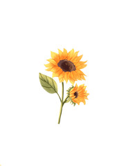 Fototapeta premium Sunflower 