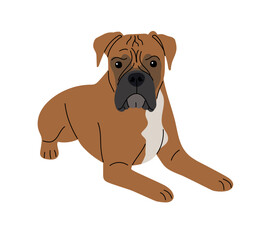 Boxer breed dog lying on a white background