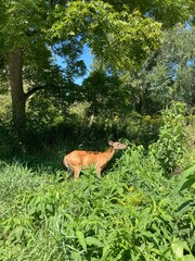 deer in the forest