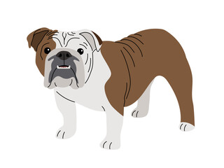 Bulldog breed dog on a white background