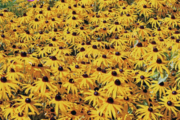Gelber Sonnenhut - Rudbeckia