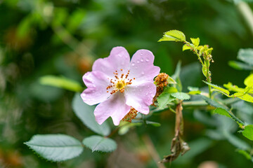 Obraz premium blossom in spring