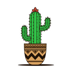 gren cactus in a pot on white