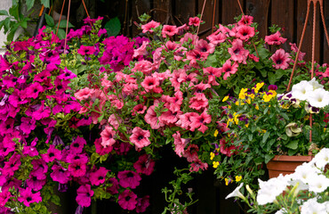 Bushes of multi-colored petunias in flower pots. Decoration for the city.