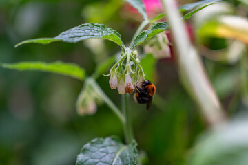 red roses flowers in the garden